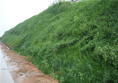 hydroseeding